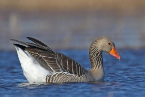 Szara gęś. Opis, foto goose